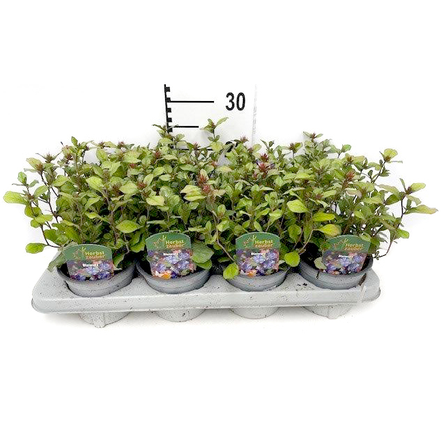 Ceratostigma