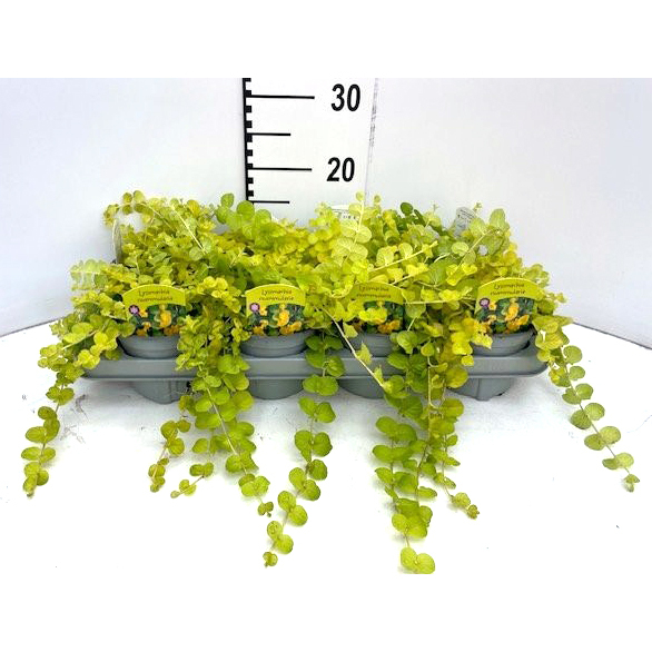 Lysimachia nummularia goldlocks
