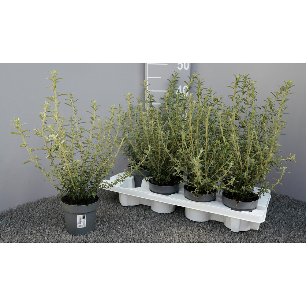 olearia spring bling