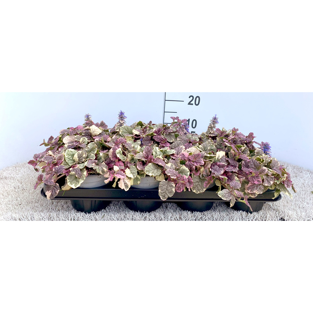 Ajuga reptans burgundy glow
