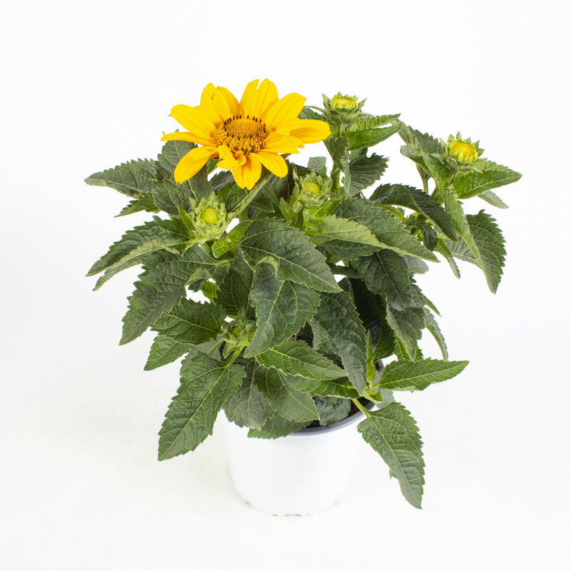 Heliopsis helianthoides