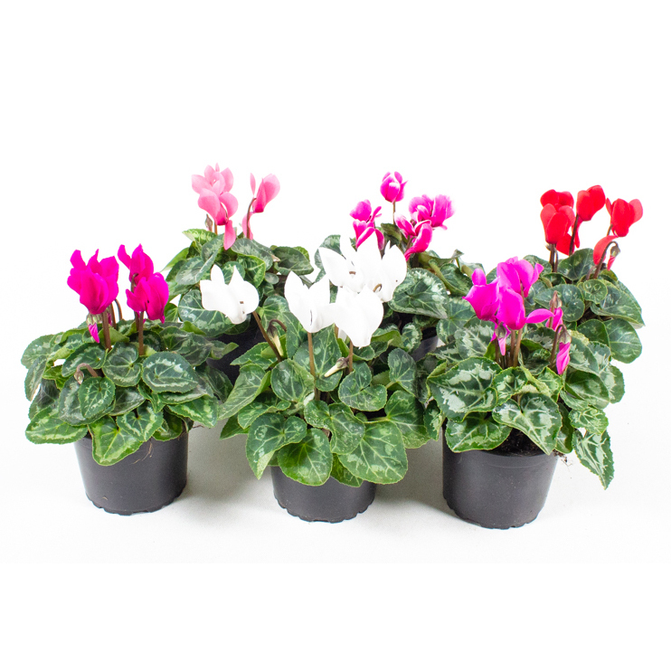 Cyclamen persicum