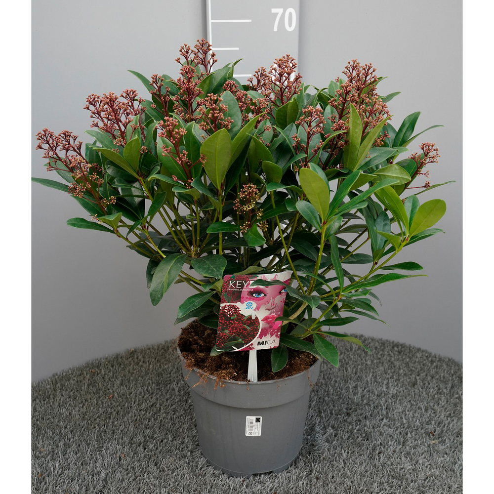 skimmia japonica mica