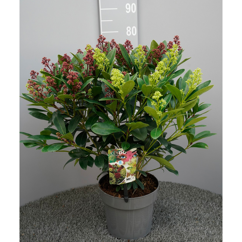 Skimmia japonica mica finchy fantasy