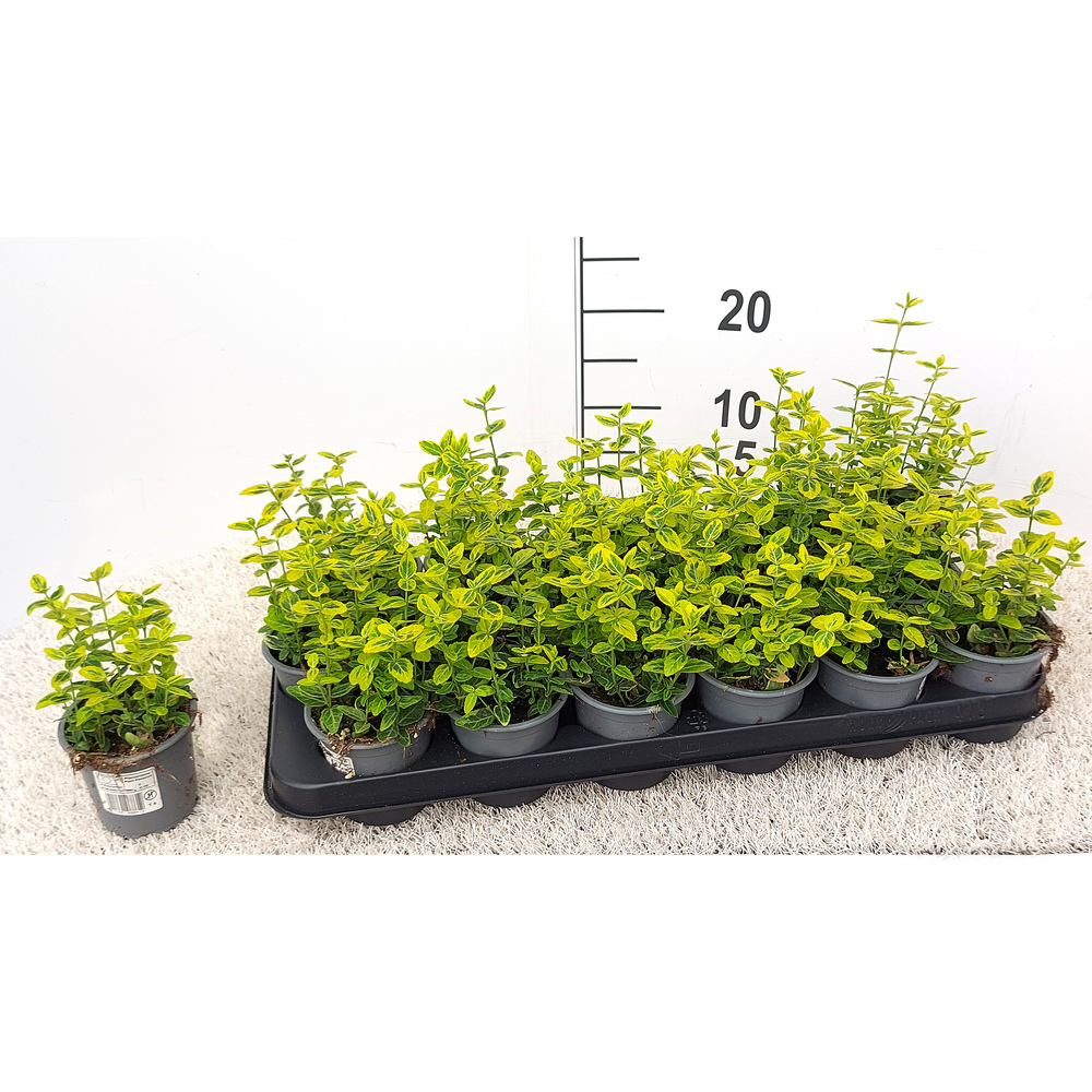 Euonymus fortunei emerald ´n´ gold