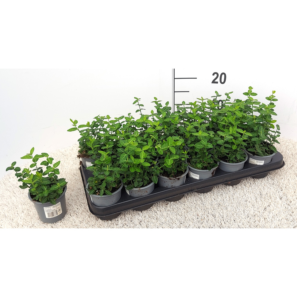 Euonymus fortunei radicans