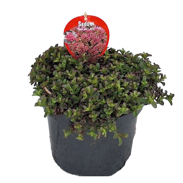 Sedum spurium