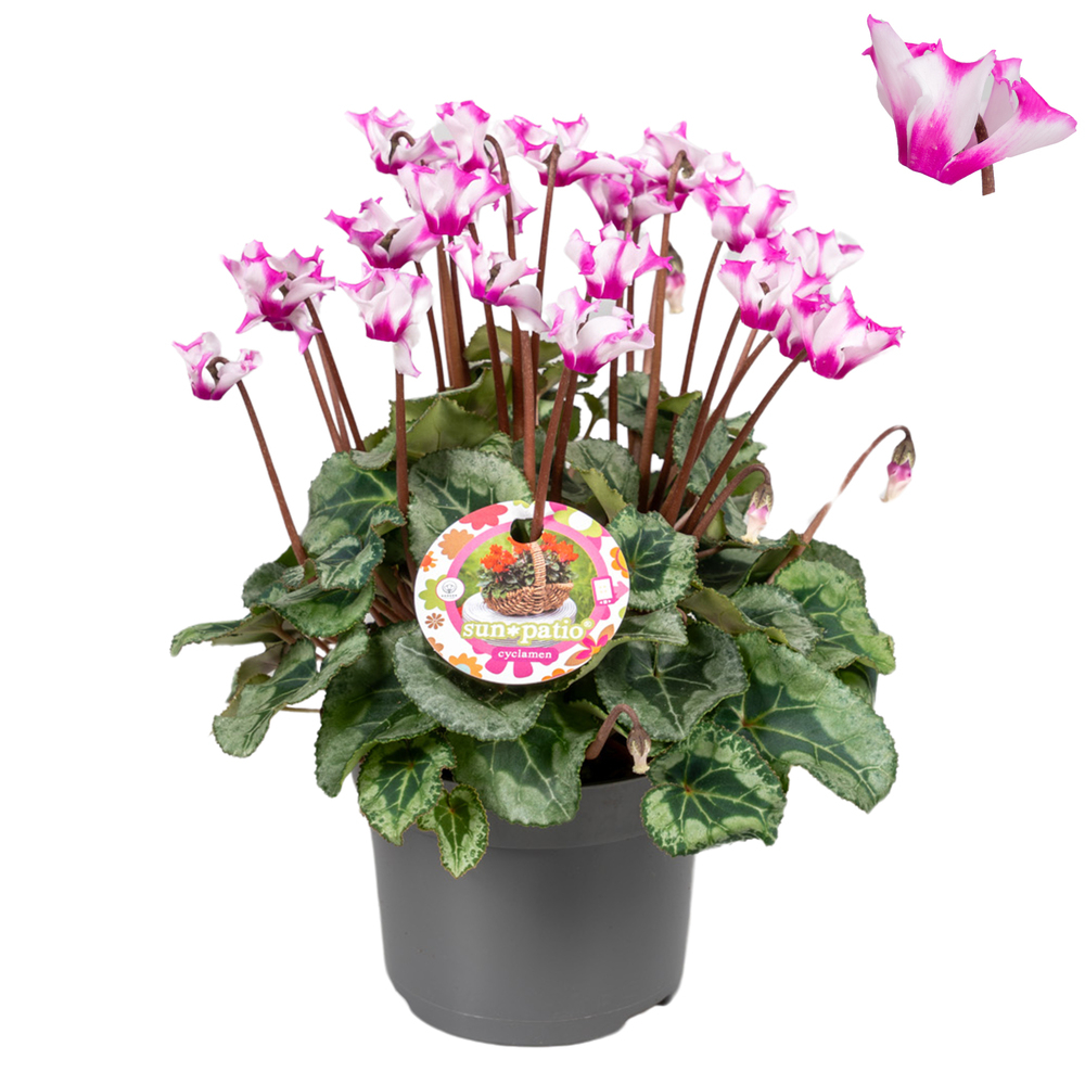Cyclamen persicum patio origami