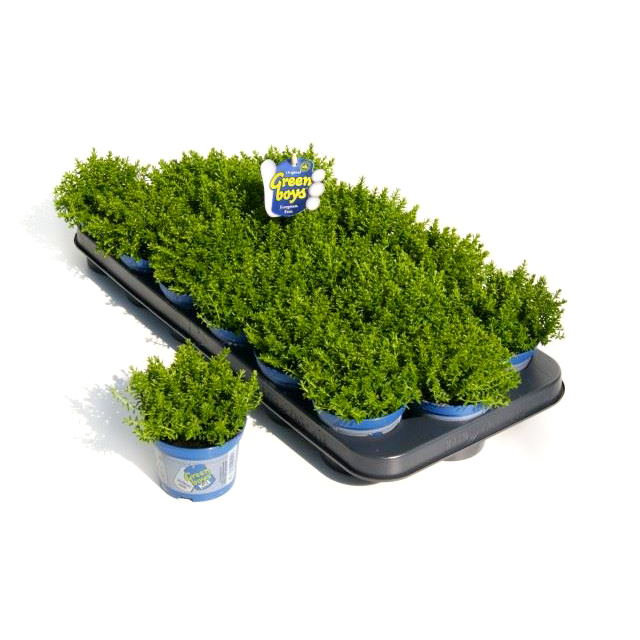 Hebe green globe kids