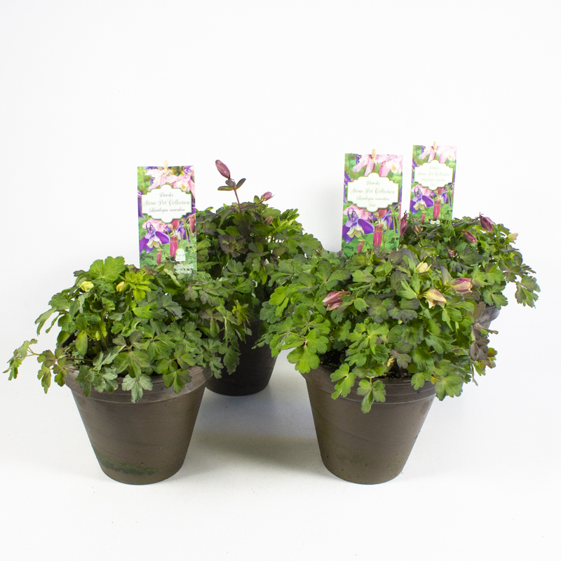 Aquilegia caerulea trio