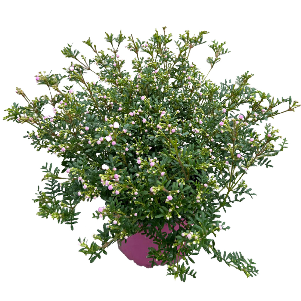 Boronia anemonifolia pink star