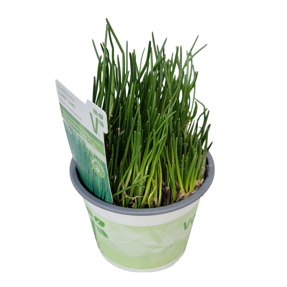 Allium schoenoprasum staro