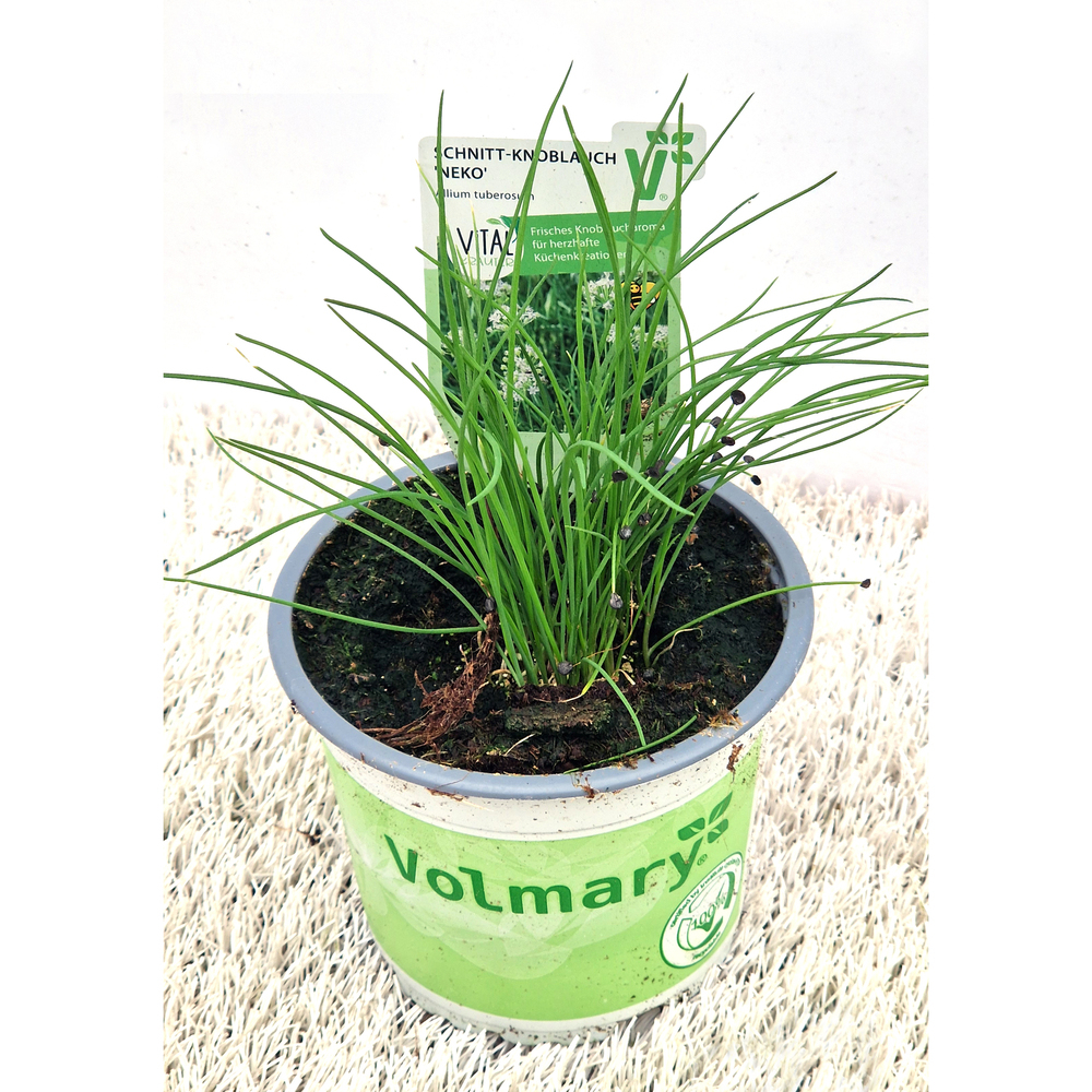 Allium tuberosum neko