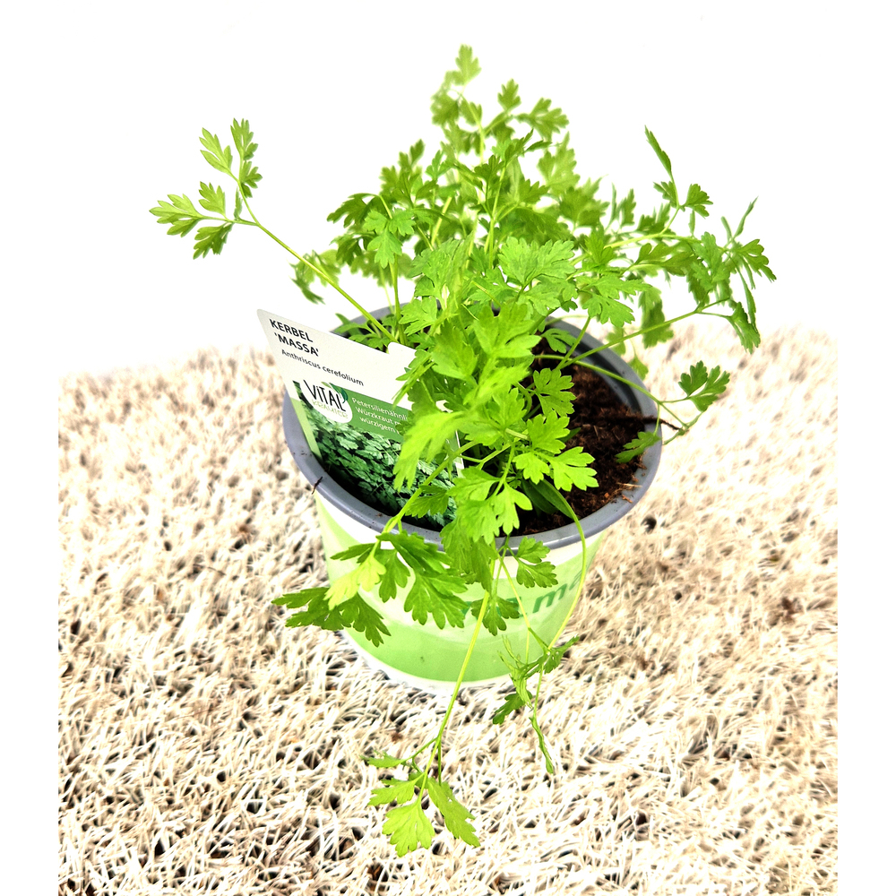 Anthriscus cerefolium massa