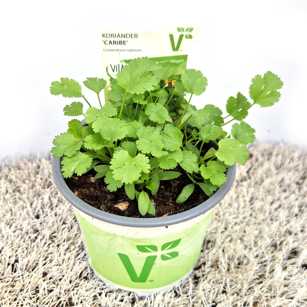 Coriandrum sativum caribe