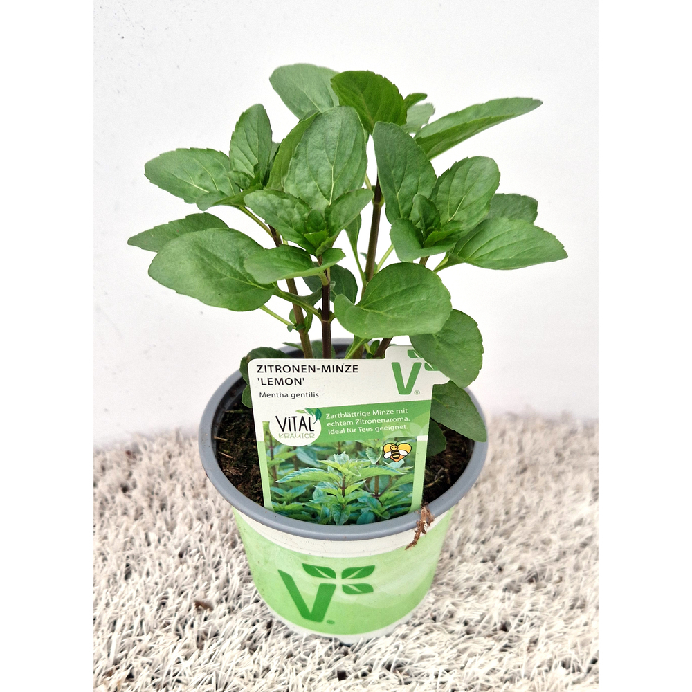 Mentha gentilis lemon