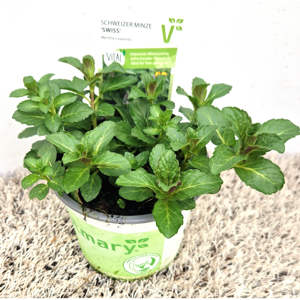 Mentha piperita swiss