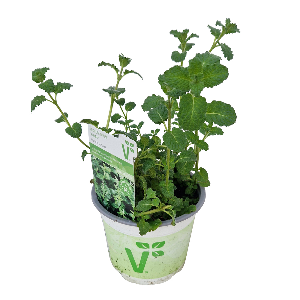 Mentha species almira