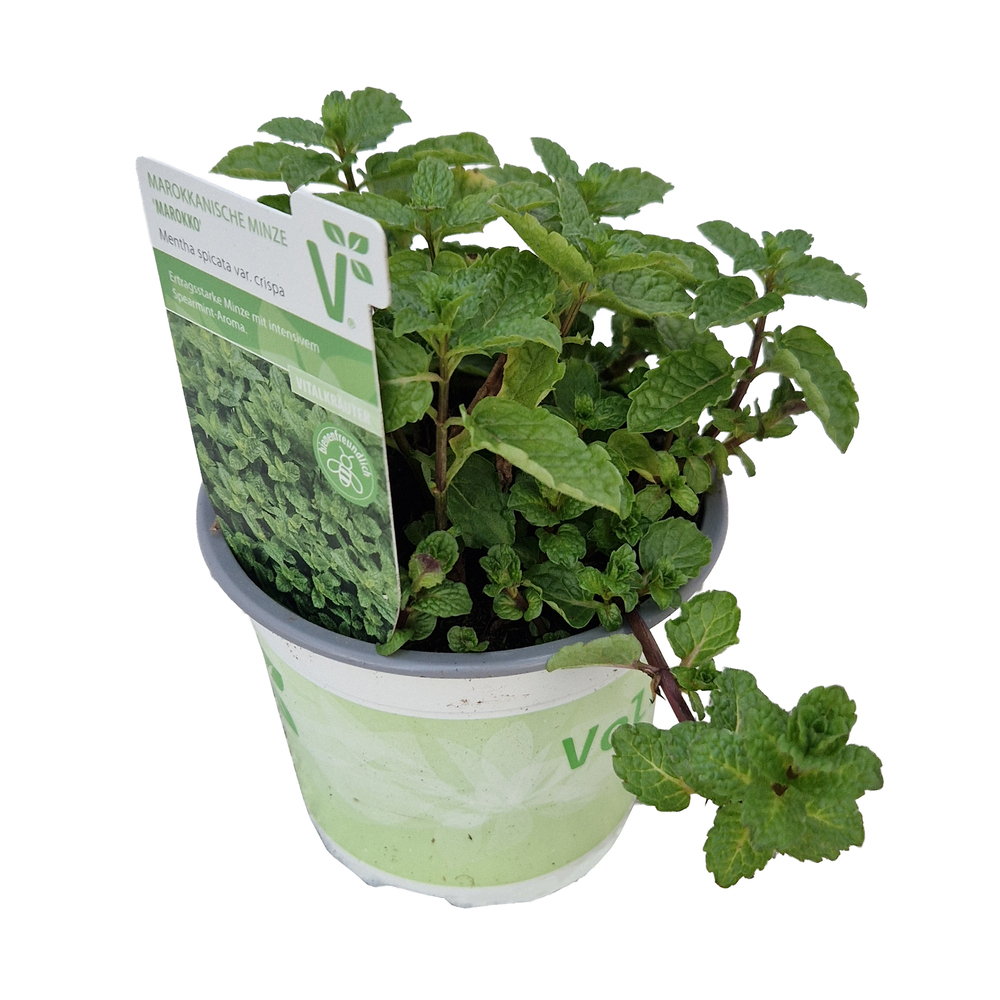 Mentha spicata var. crispa marokko