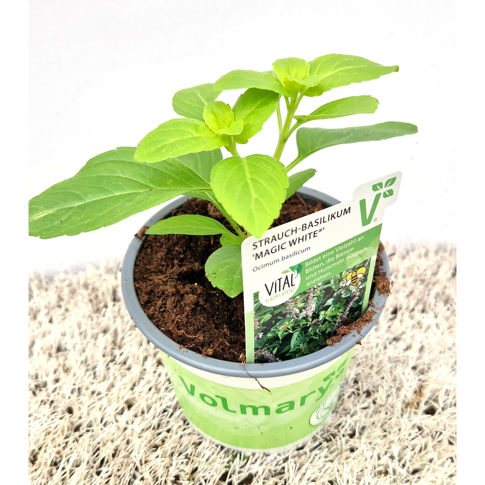 Ocimum magic white