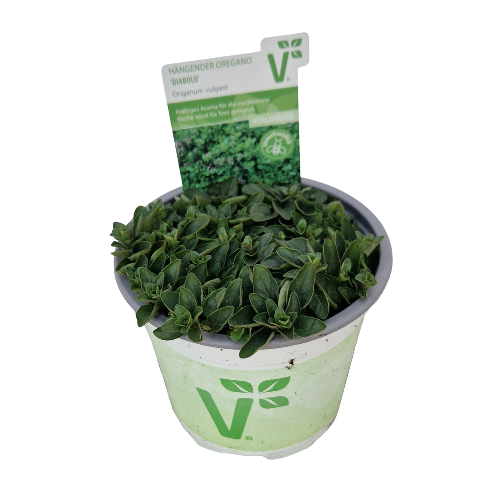 Origanum vulgare diabolo