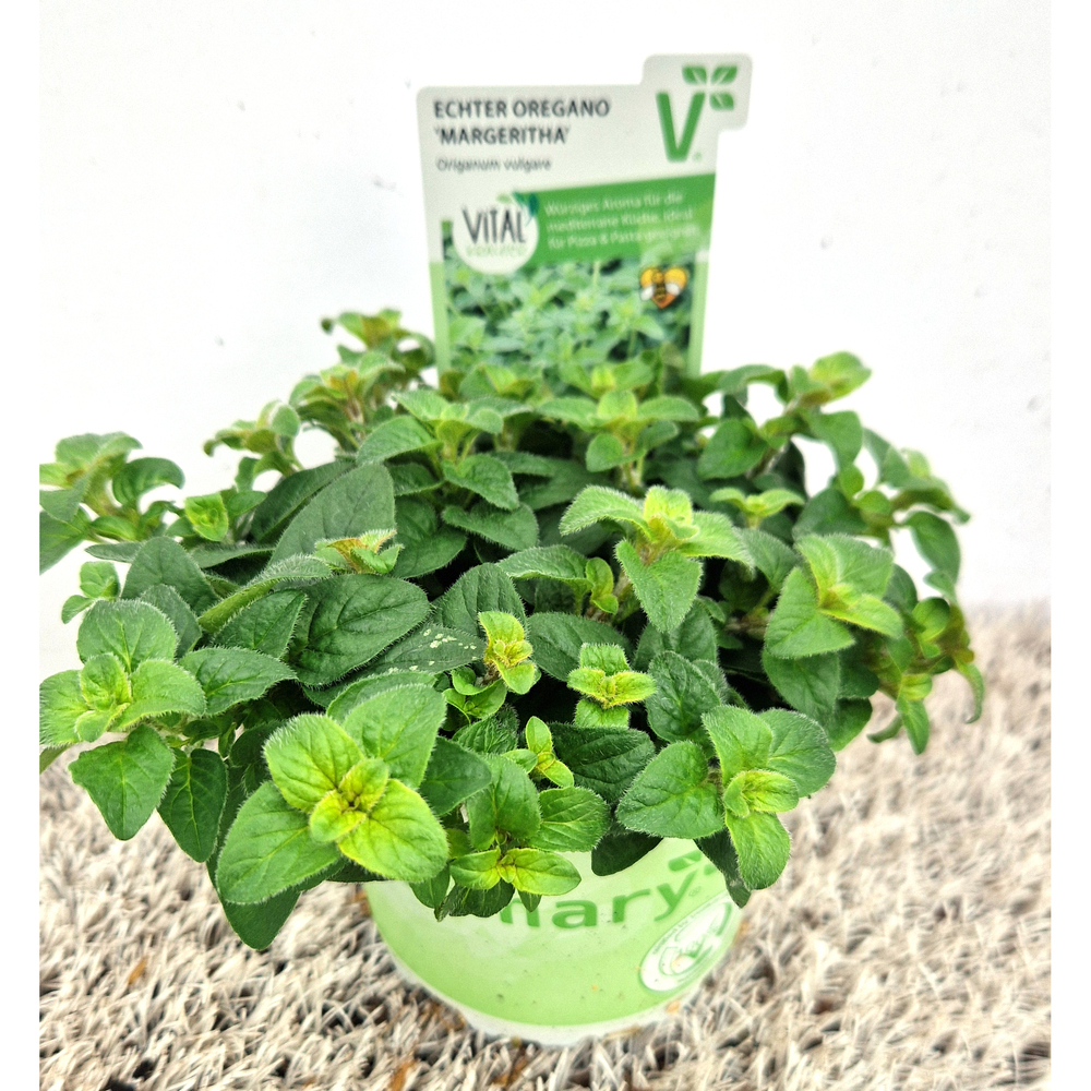 Origanum vulgare margeritha