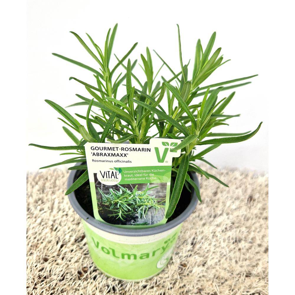 Rosmarinus officinalis abraxmaxx
