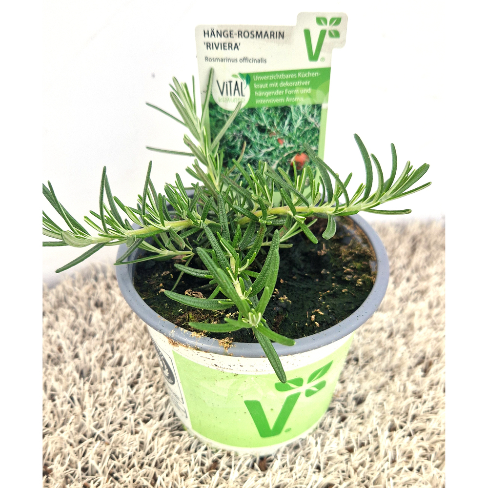 Rosmarinus officinalis riviera