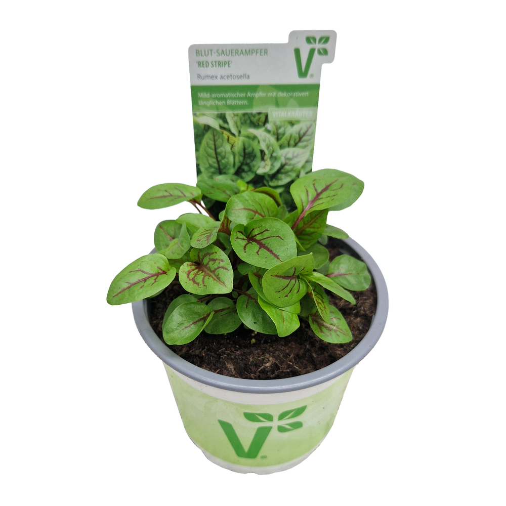 Rumex sanguineus red stripe