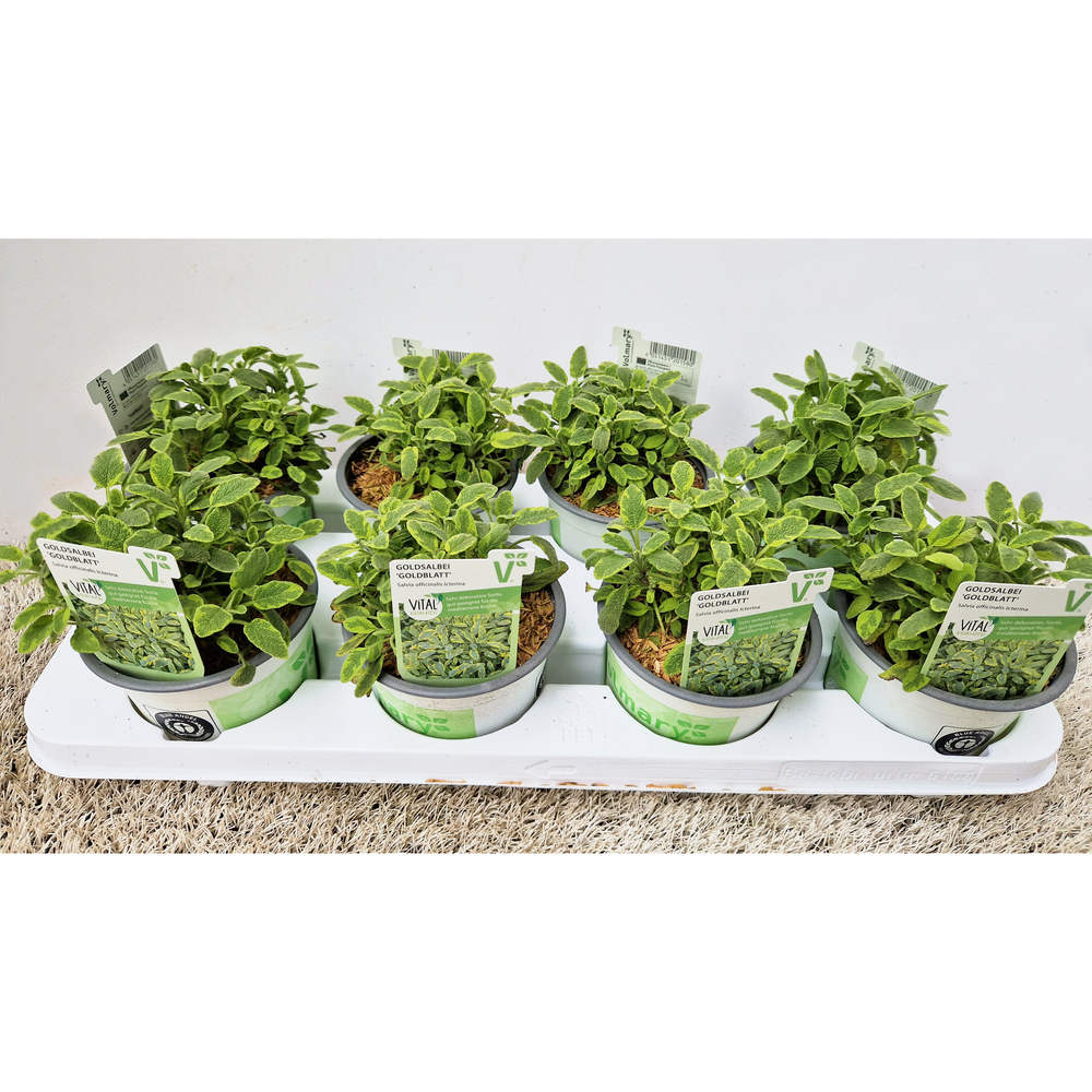 Salvia officinalis mandala gold