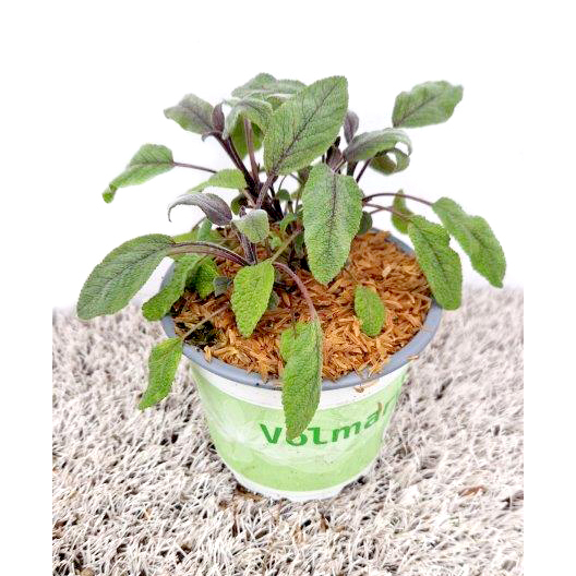 Salvia officinalis mandala purpur