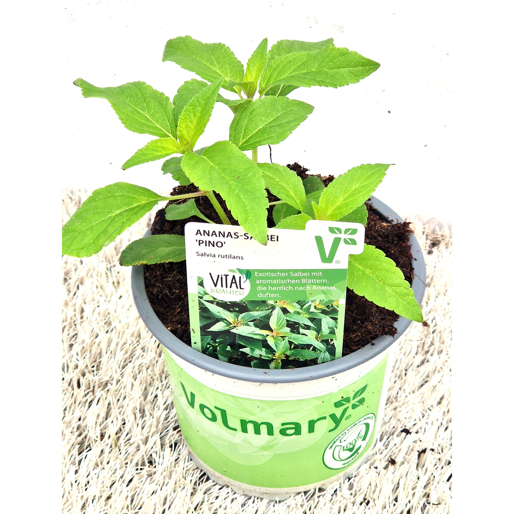 Salvia rutilans pino