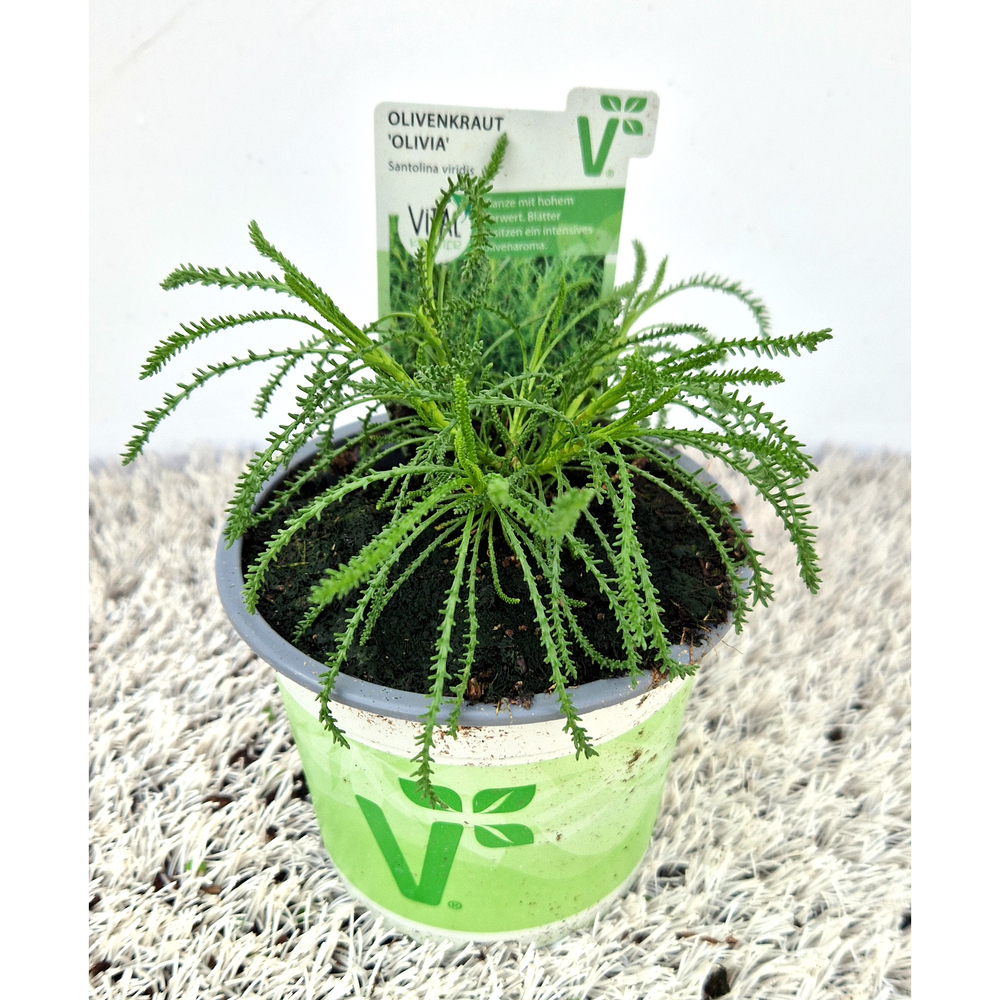 Santolina viridis olivia