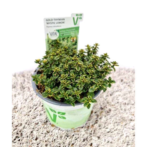 Thymus citriodorus summerdreams lemon gold