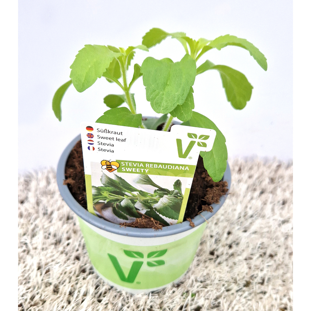 Stevia rebaudiana sweety