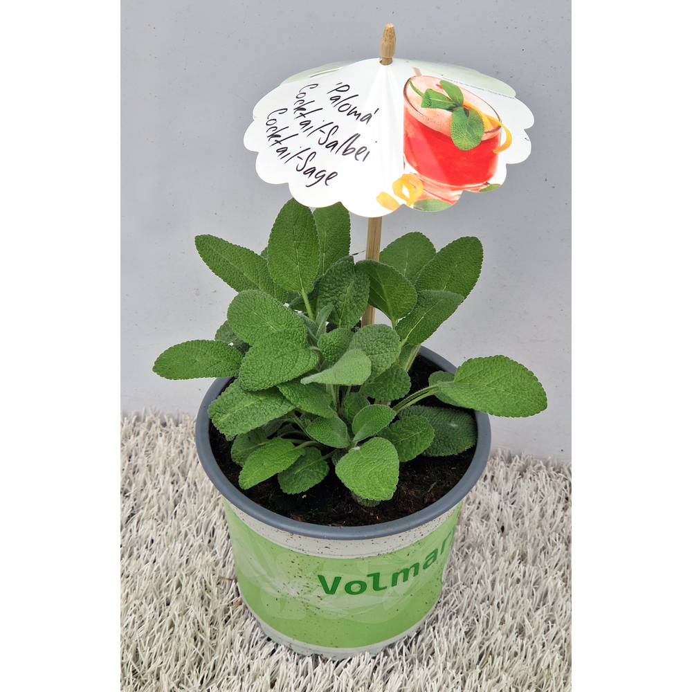 Salvia officinalis paloma