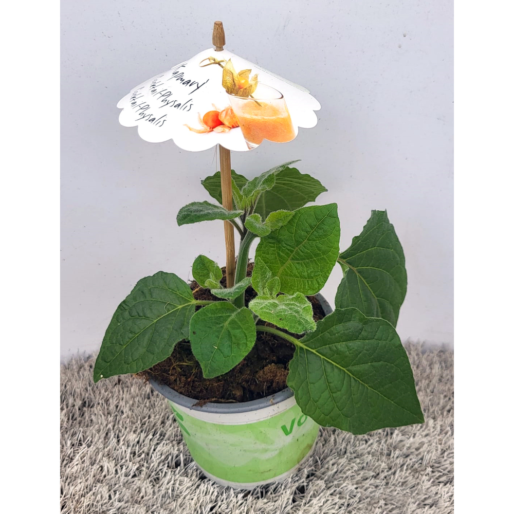 Physalis peruviana kapmary