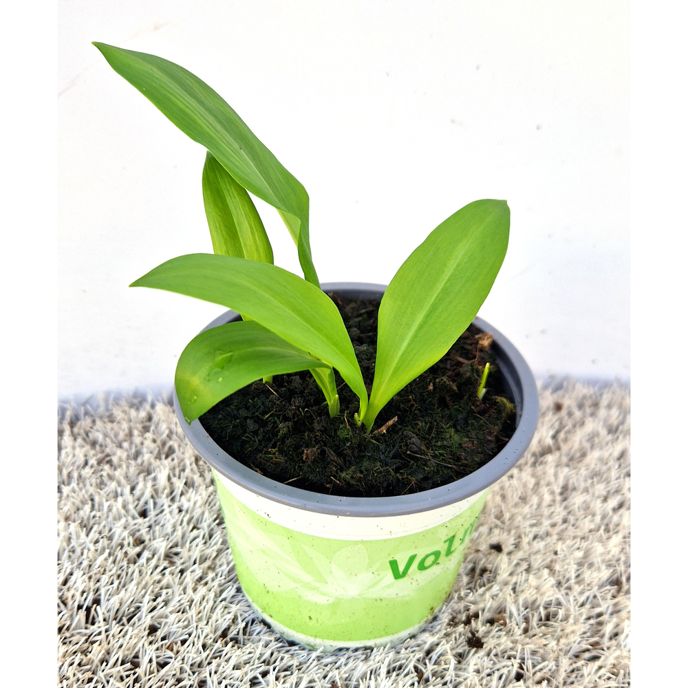 Allium ursinum gismo