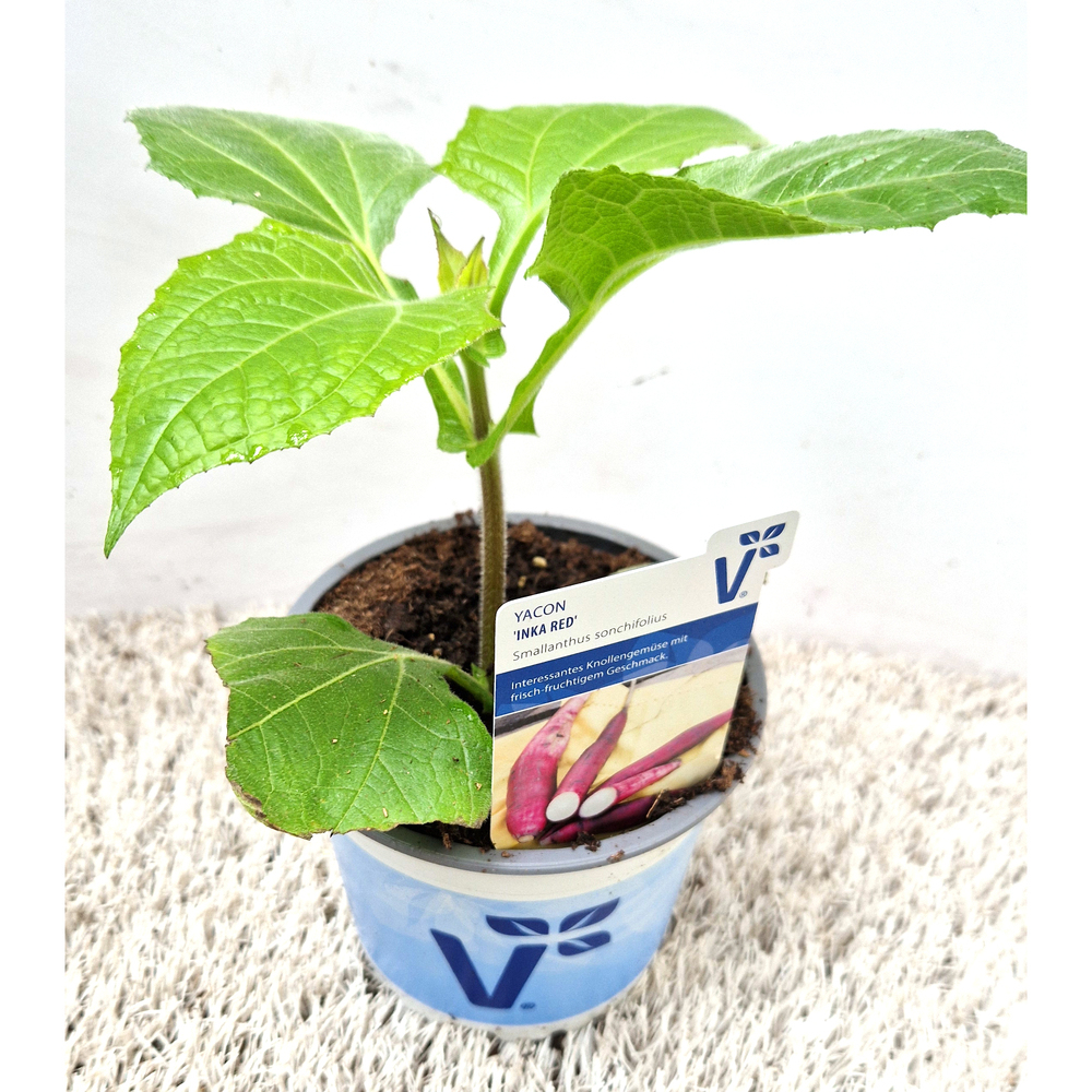 Smallanthus sonchifolous inka red