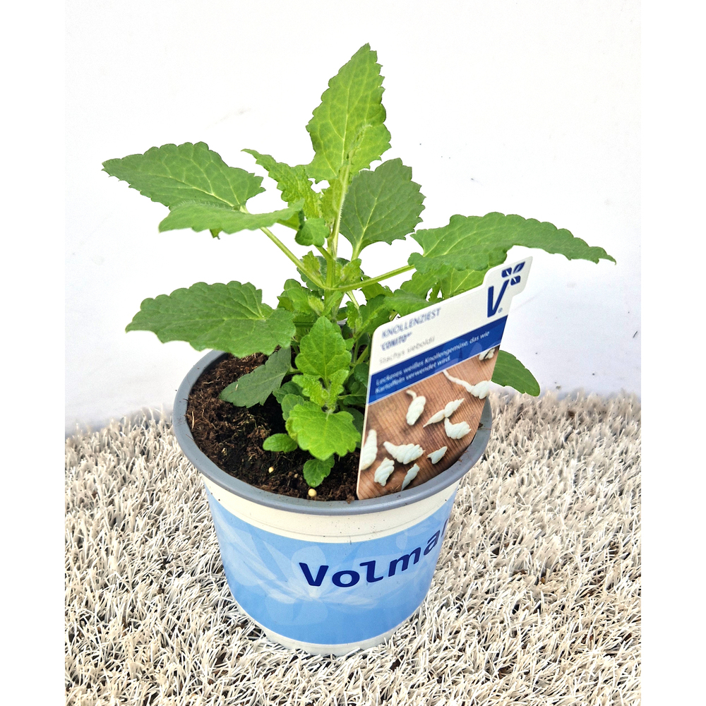 Stachys sieboldii conito