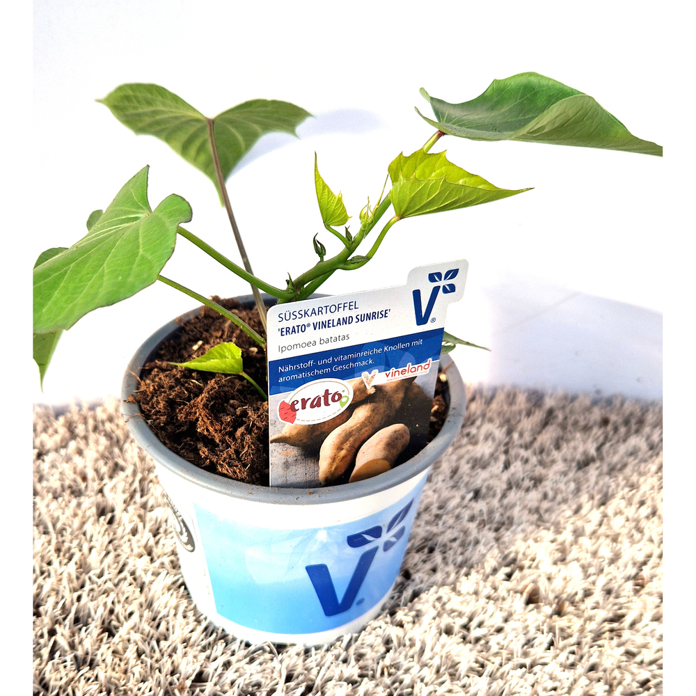 Ipomoea batatas erato sunrise