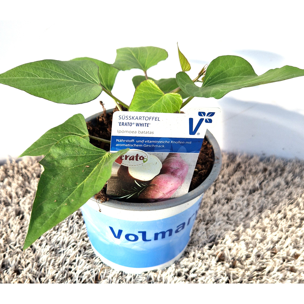 Ipomoea batatas erato white