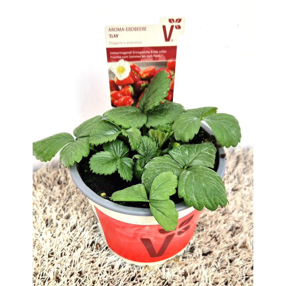 Fragaria ananassa elan f1