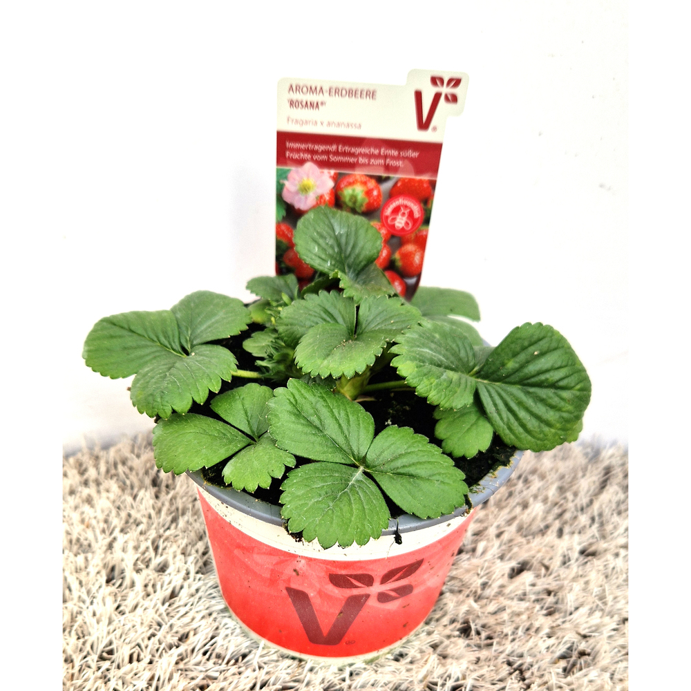 Fragaria ananassa rosana f1