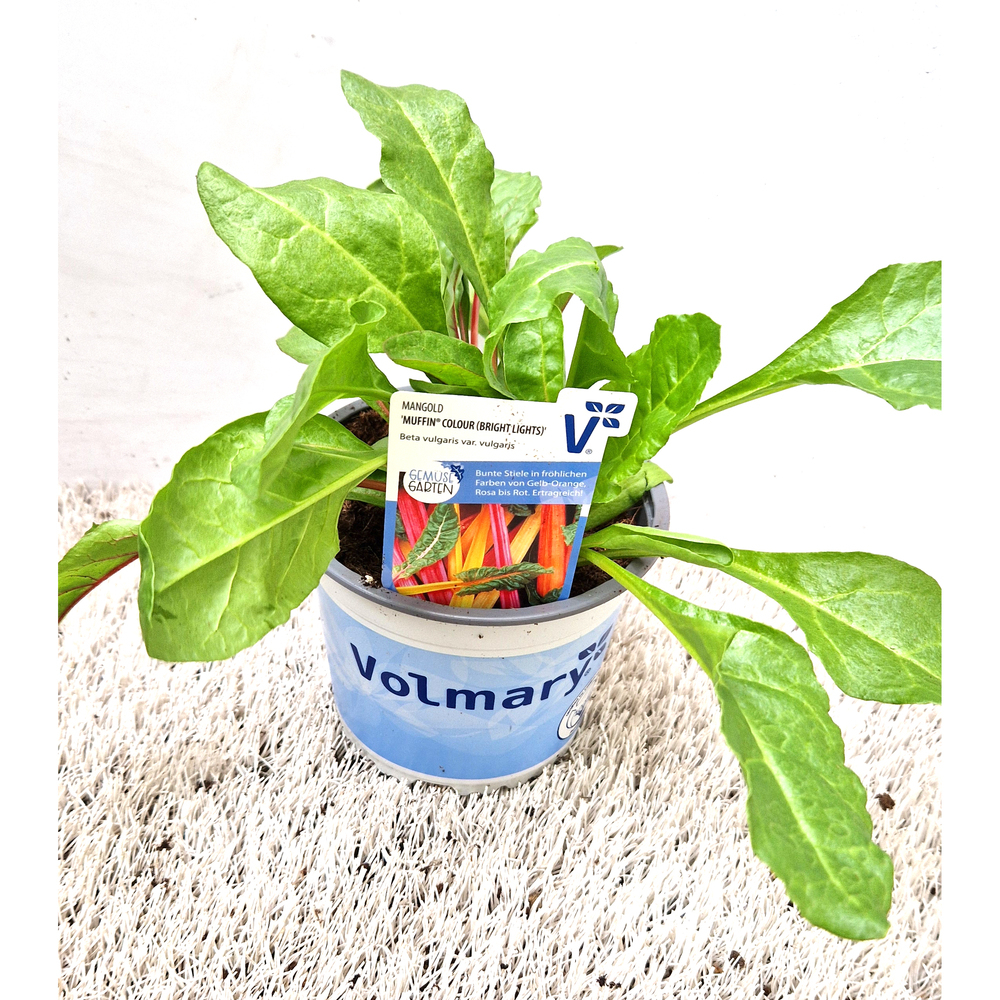 Beta vulgaris muffin colour