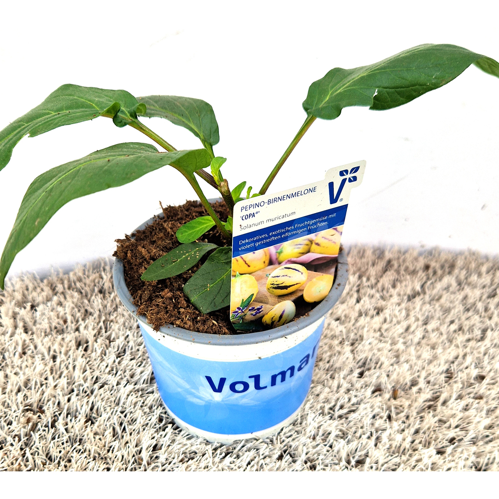 Solanum muricatum copa