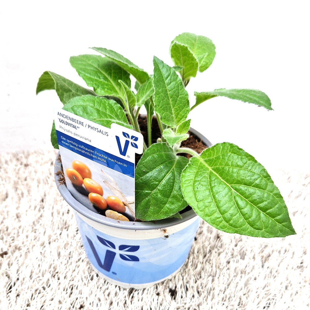 Physalis peruviana goldvital