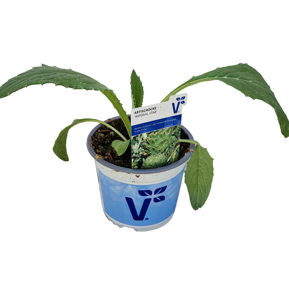 Cynara scolymus imperial star