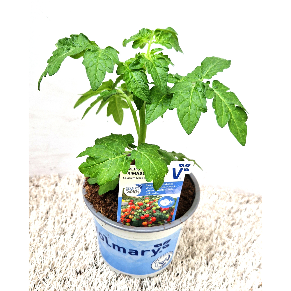 Lycopersicon lycopersicum primabell