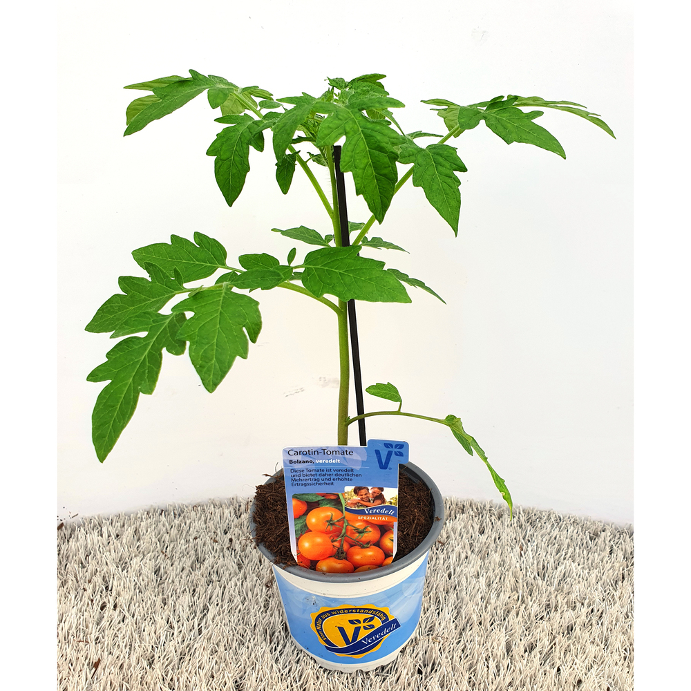 Lycopersicon esculentum starlias orange f1